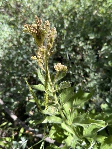 Image of Phacelia procera by (c) Matt Berger, some rights reserved (CC BY)