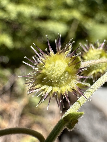 Image of Hackelia amethystina by (c) Matt Berger, some rights reserved (CC BY)