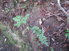 Pterophylla sylvicola