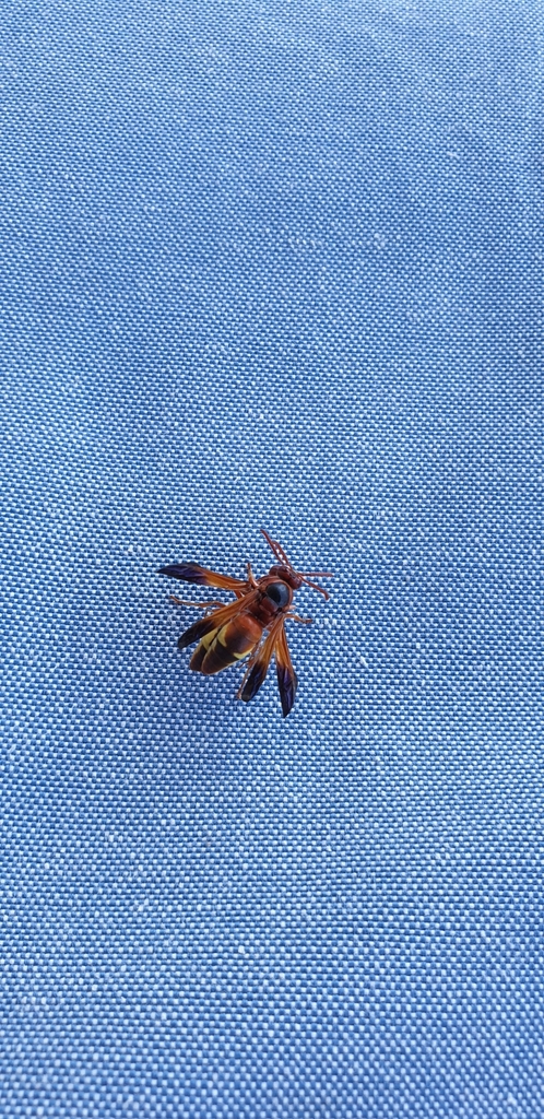 Rhynchium oculatum