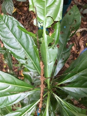 Parapachymorpha spinigera