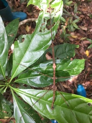 Parapachymorpha spinigera