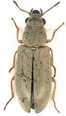 Danacea nigritarsis