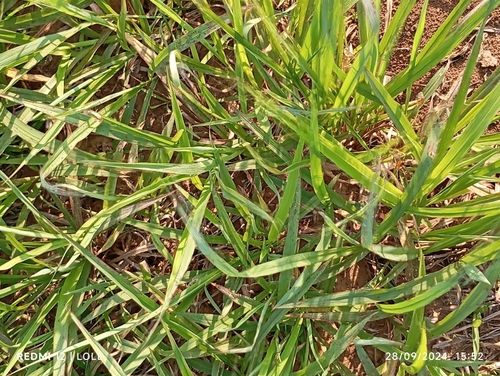 Kikuyu Grass