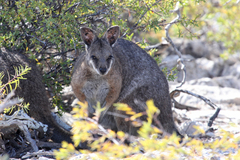 Notamacropus eugenii