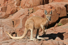 Osphranter robustus erubescens
