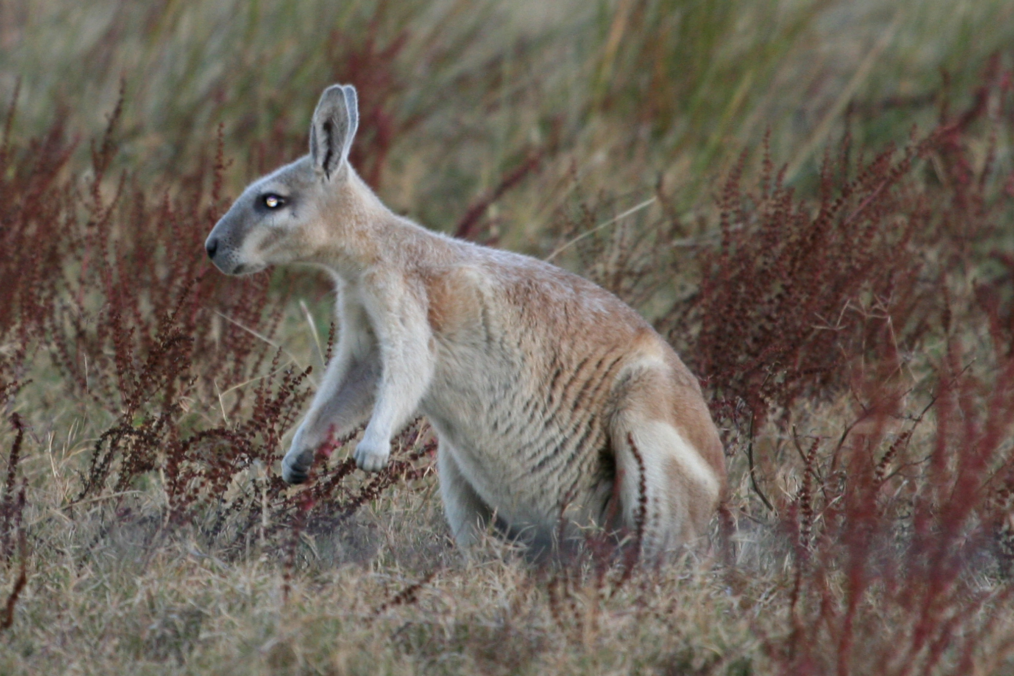 Bridled nail-tail wallaby - Wikipedia