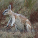 Northern Nail-tail Wallaby - Photo (c) Ray Turnbull, some rights reserved (CC BY-NC), uploaded by Ray Turnbull