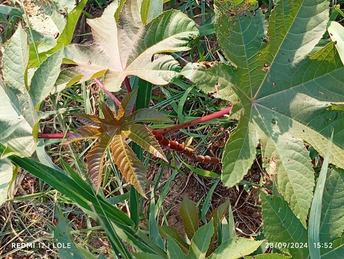 castor bean