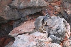 Petrogale lateralis