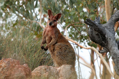 Purple-Necked Rock-Wallaby photo 2