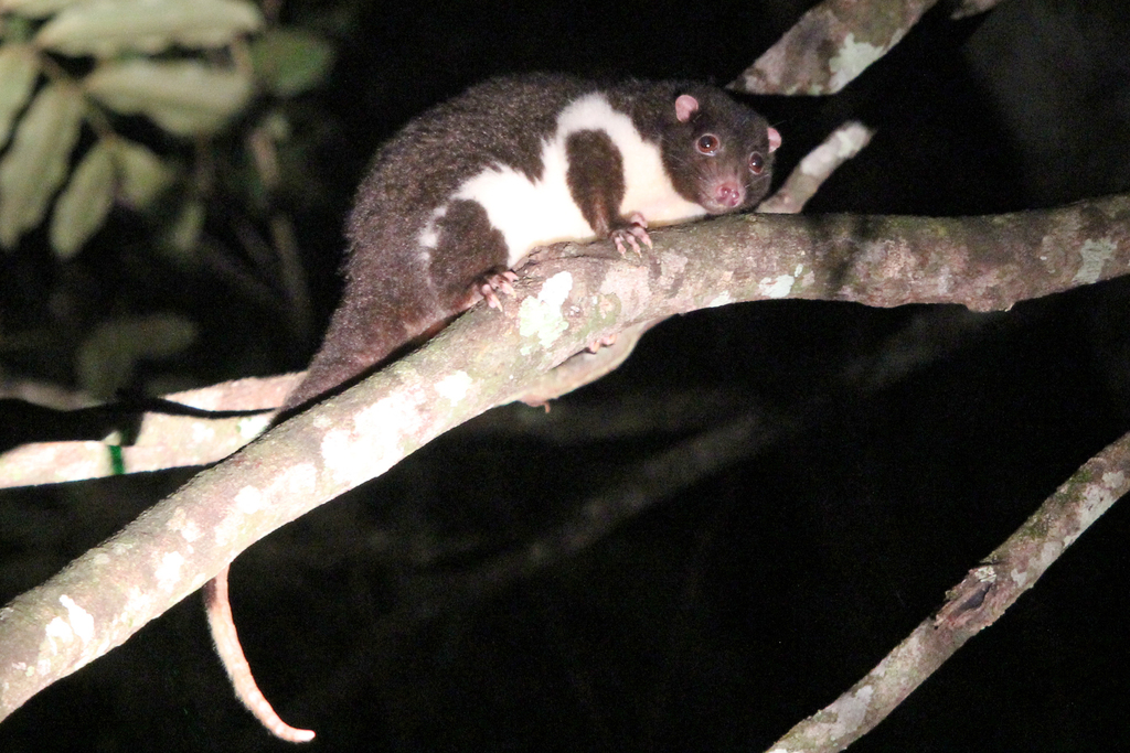 Herbert River Ringtail
