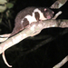 Herbert River Ringtail - Photo (c) Ray Turnbull, some rights reserved (CC BY-NC), uploaded by Ray Turnbull