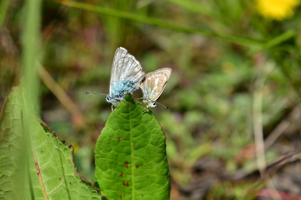 Polyommatus pierinoi
