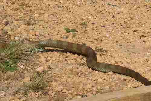 Tiger Snake sighting