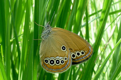 Coenonympha oedippus