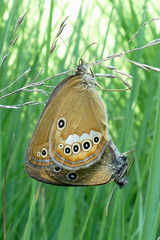 Coenonympha oedippus