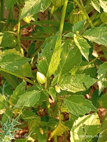 cutleaf groundcherry