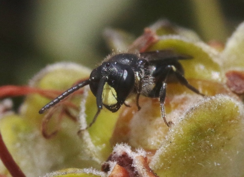 Hylaeus difficilis, 2024-07-31
