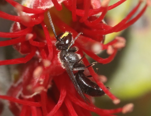 Hylaeus difficilis, 2024-07-31