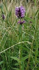 Stachydeae