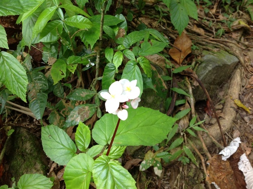 Image of Begonia decandra by no rights reserved