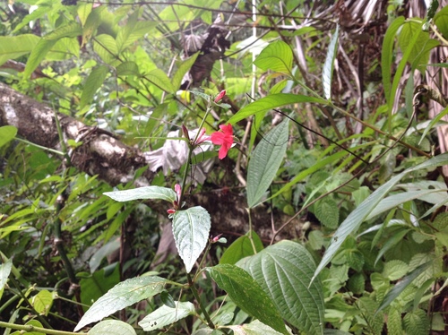 Ruellia coccinea, photograph 5
