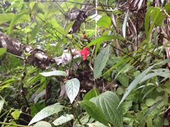 author not stated, no rights reserved Ruellia coccinea, photograph author not stated, no rights reserved