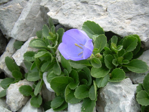 Rainer's Bellflower (Campanula raineri)