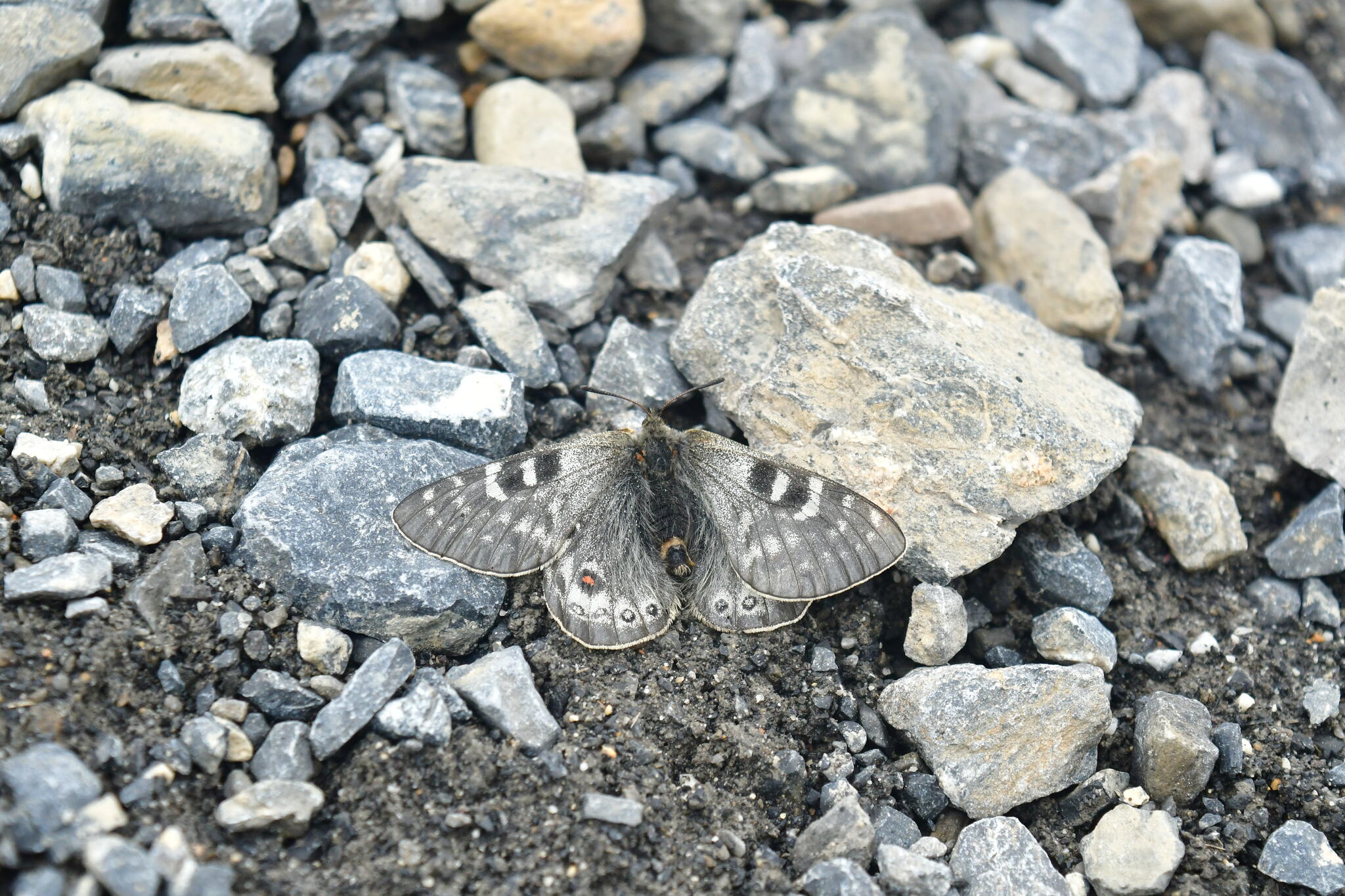 Parnassius acdestis