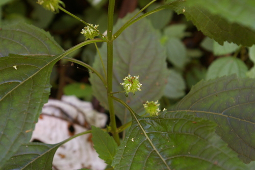 Image of Hyptis capitata by no rights reserved