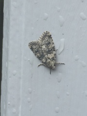 Bryophila domestica