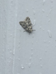 Bryophila domestica