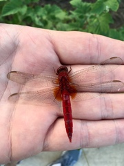 Crocothemis servilia mariannae
