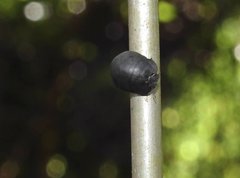 Calacta lugubris