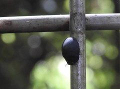 Calacta lugubris