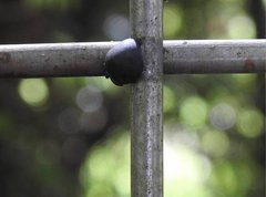 Calacta lugubris