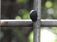 Calacta lugubris