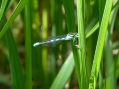 Coenagrion