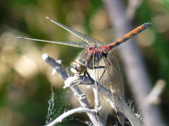 Leucorrhinia borealis