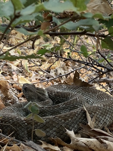 iNaturalist observation photo of Northern Pacific Rattlesnake