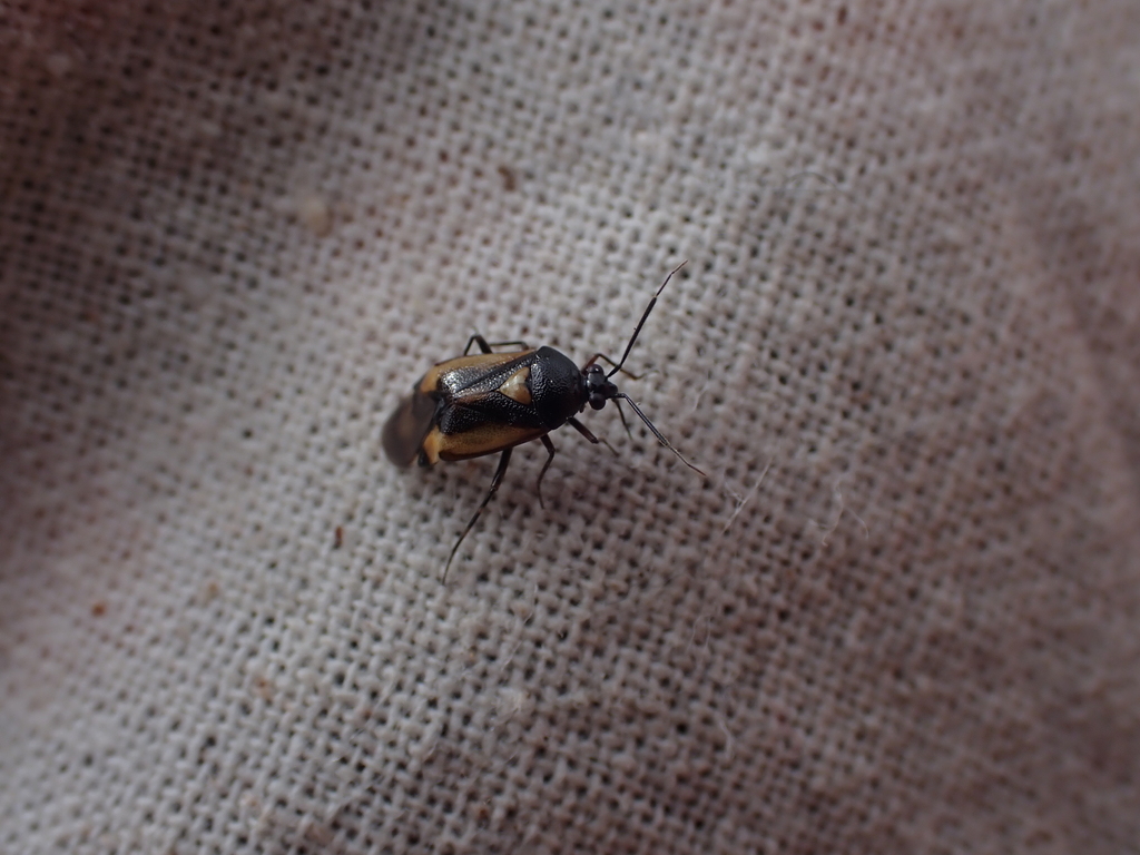 Deraeocoris cordiger