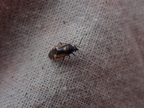 Deraeocoris cordiger