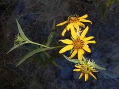 Helianthus californicus