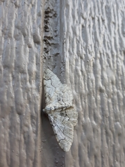 Iridopsis larvaria