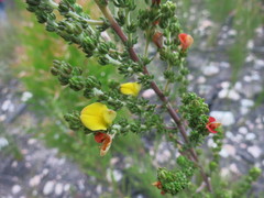 Aspalathus opaca rostriloba