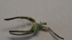 Cryptantha barbigera barbigera