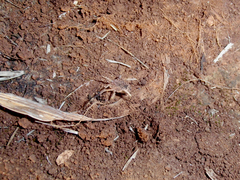Lacinius horridus