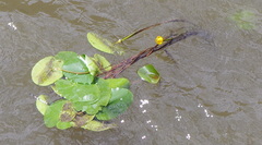 Nuphar lutea