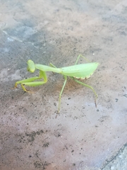 Miomantis